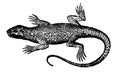 Lizard I Antique Animal Illustrations