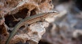 Lizard at Ibiza Royalty Free Stock Photo