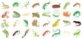 Lizard icon set, cartoon style