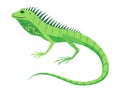 Lizard icon. Tropical colorful decorative amphibian. Fauna character in wildlife or zoo. Wildlife colorful creature