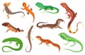 Lizard icons set. Tropical colorful decorative amphibian. Fauna characters in wildlife or zoo. Wildlife colorful Royalty Free Stock Photo