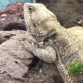 Lizard / iguana Royalty Free Stock Photo