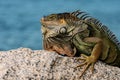 Lizard Iguana, in a cave where lizards live. Iguana dragon.