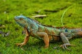 Lizard Iguana, in a cave where lizards live. And in the subfamily Iguanidae. Royalty Free Stock Photo