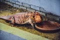 Lizard Iguana, drinking water from the clay plate