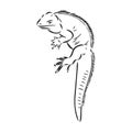 Lizard iguana isolated. Black and white reptile. Vector illustration. Hand drawing realistic. Vintage engraving of Royalty Free Stock Photo