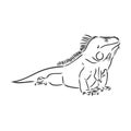 Lizard iguana isolated. Black and white reptile. Vector illustration. Hand drawing realistic. Vintage engraving of Royalty Free Stock Photo