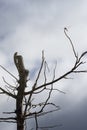 Lizard,iguana on a top of tree for wait to eat a dragonfly with blue sky and clouds on background,filtered image,selective focus Royalty Free Stock Photo