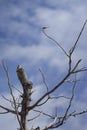 Lizard,iguana on a top of tree for wait to eat a dragonfly with blue sky and clouds on background,filtered image,selective focus Royalty Free Stock Photo