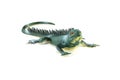 Lizard iguana toy Royalty Free Stock Photo