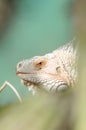 Lizard - Iguane - Iguana Royalty Free Stock Photo