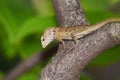 Lizard include quadrupeds with long fingers Royalty Free Stock Photo