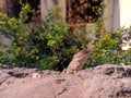 Lizard indian village school garden Lizard Royalty Free Stock Photo