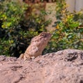 Lizard indian village school garden Lizard Royalty Free Stock Photo