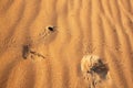 Lizard or insect tracks in sand dunes of Oman`s Wahiba Sands desert