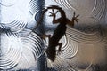 Lizard isolated behind the window glass Royalty Free Stock Photo