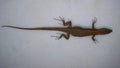 Lizard isolated. lizard on a white background. this lizard, it`s called skink. animals, animal, reptiles, reptile a smooth-bodied