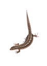 Lizard isolated on white background Royalty Free Stock Photo