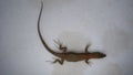 Lizard isolated. lizard on a white background. this lizard, it`s called skink. animals, animal, reptiles, reptile a smooth-bodied