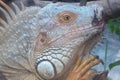 A lizard in its enclosure in the ho chi minh city zoo