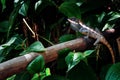 Lizard Kin Ka. Beautiful large lizard in the tropical jungle. Bright color reptile in the twilight rain forest. Copy space