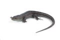 Lizard Lacerta agilis Royalty Free Stock Photo