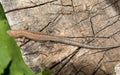 Lizard Lacerta agilis lies on a cracked wooden stump Royalty Free Stock Photo