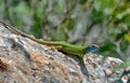 Lizard Lacerta Viridis Royalty Free Stock Photo