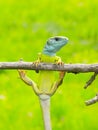 Lizard Lacerta viridis