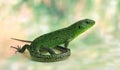 Lizard Lacerta viridis (European Green Lizard) Royalty Free Stock Photo