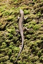 lizard Lacertilia on a background of green moss. Krasnodar region