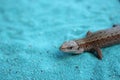 Lizard Lacertilia on the blue sand