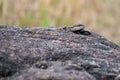 Lizard on a large dark rock outdoors Royalty Free Stock Photo