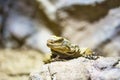 The lizard latin name Sauromalus obesus on the rock. Detail of reptile animal