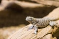 The lizard latin name Sauromalus obesus on the rock. Detail of reptile animal