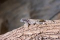 The lizard latin name Sauromalus obesus on the rock. Detail of reptile animal