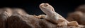 A lizard is laying on a rock Royalty Free Stock Photo
