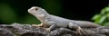 A lizard is laying on a rock Royalty Free Stock Photo