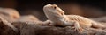 A lizard is laying on a rock Royalty Free Stock Photo
