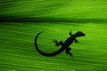 Lizard on Leaf Royalty Free Stock Photo