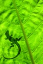 Lizard on Leaf Royalty Free Stock Photo