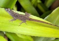 Lizard on a leaf Royalty Free Stock Photo