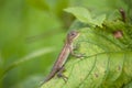 Lizard on a leaf