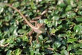 Lizard on leaf Royalty Free Stock Photo