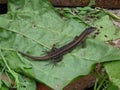 Lizard on a leaf