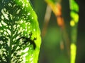 Lizard on leaf rainforest silhouette