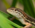 Lizard on a leaf