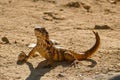 A Lizard (Leiocephalus cubensis) in the Sand