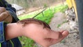 Lizard on a little child hand