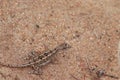 A lizard living in a sandy soil Royalty Free Stock Photo
